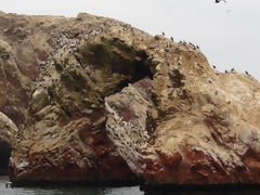 Iles Ballestas, Paracas