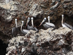 Iles Ballestas, Paracas