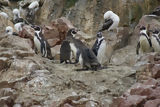 Pingouins de Humbolt