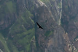 Condor au Colca