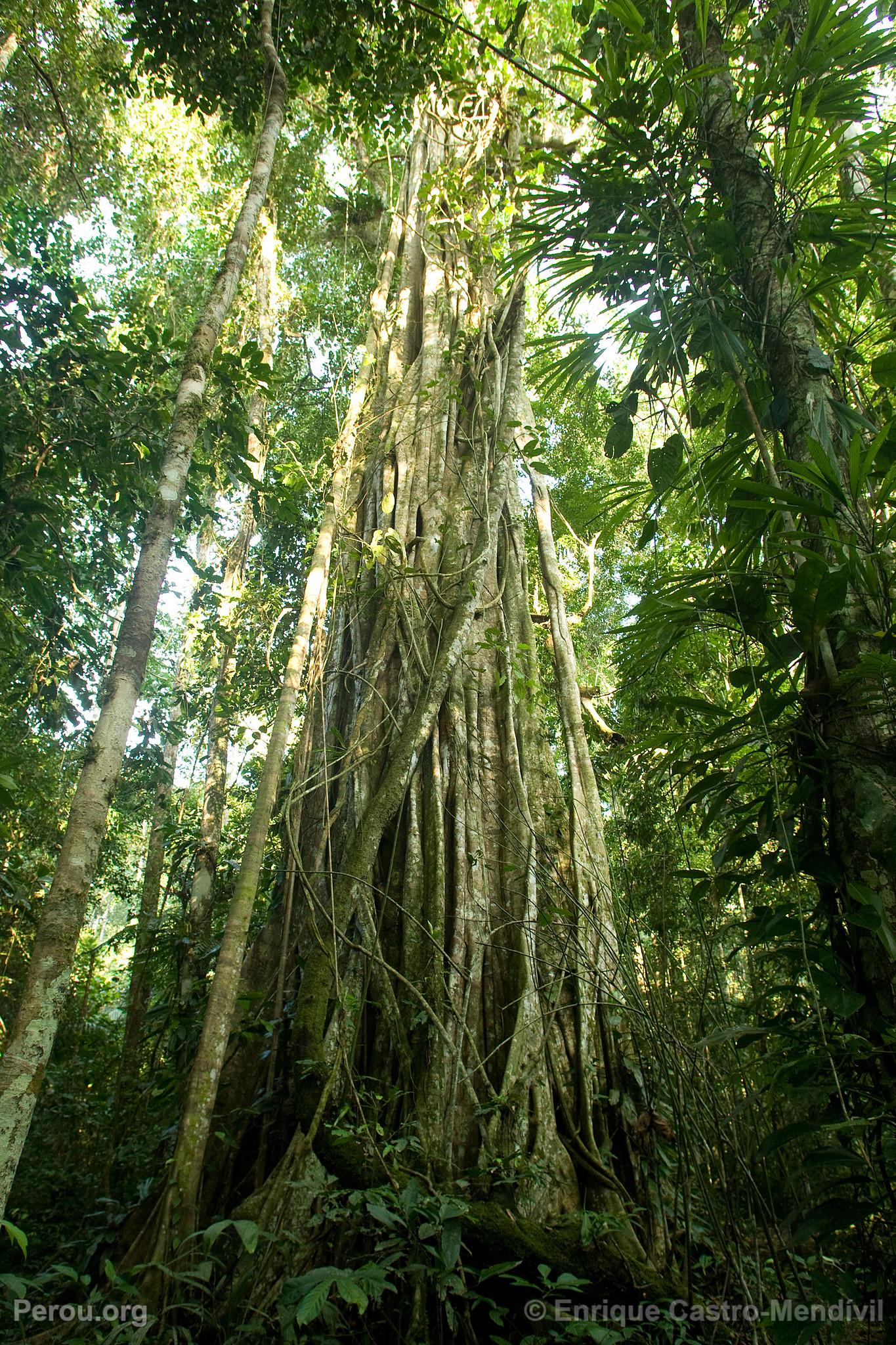 Arbre dans le Parc National du Manu