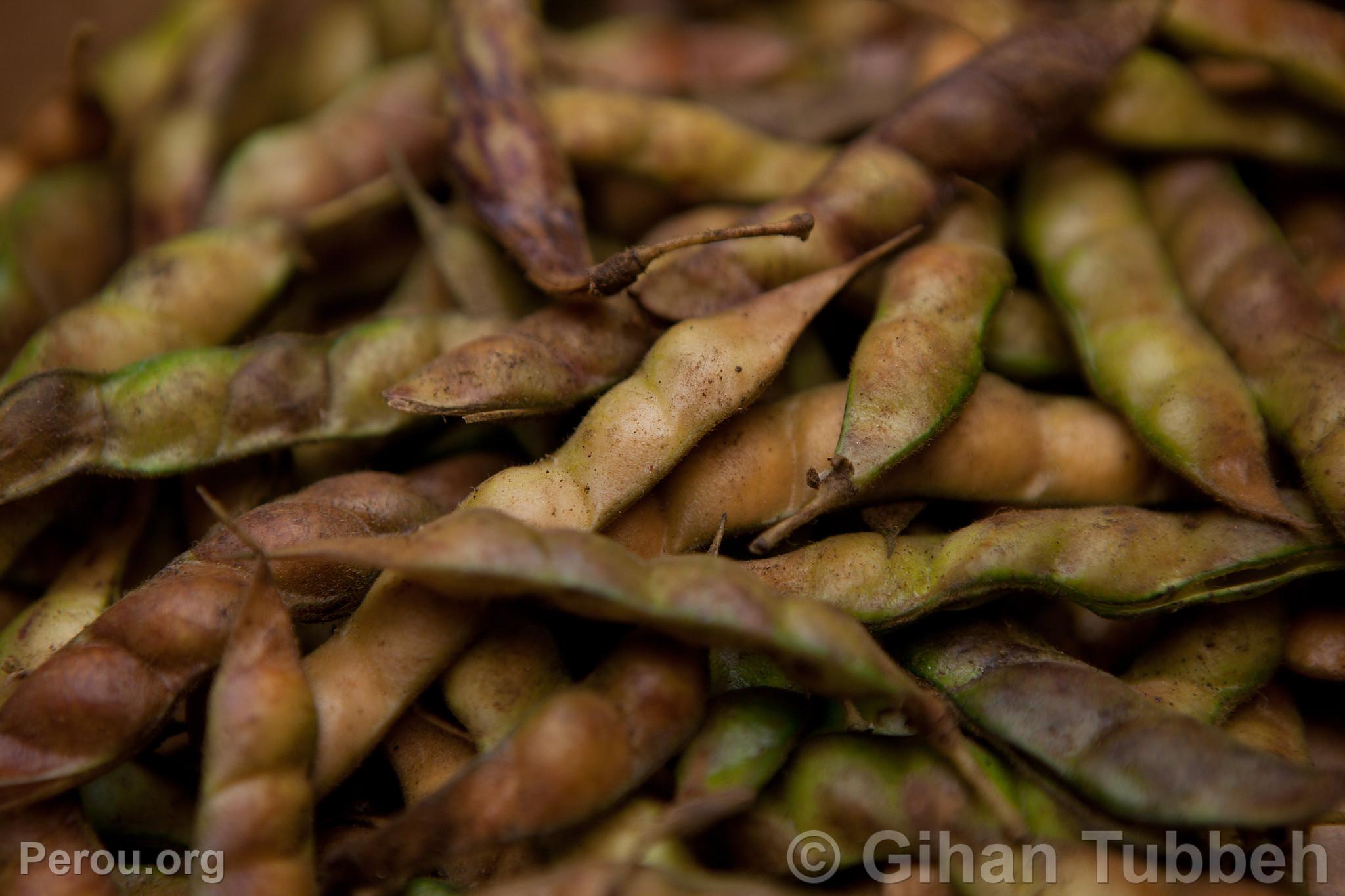 Haricots de Palo