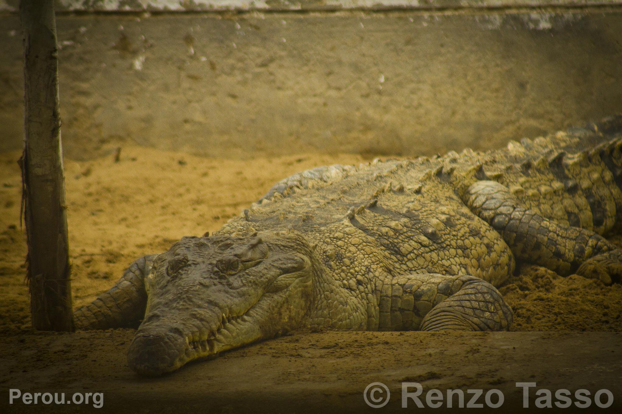 Crocodile de Tumbes