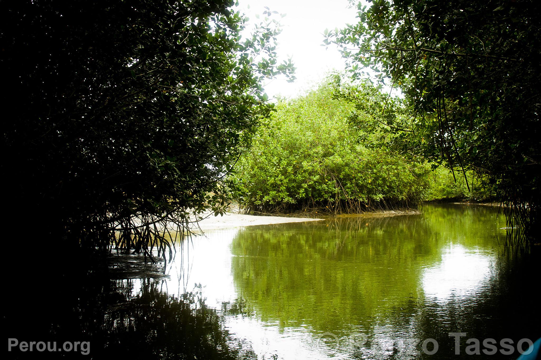 Mangroves de Puerto Pizarro