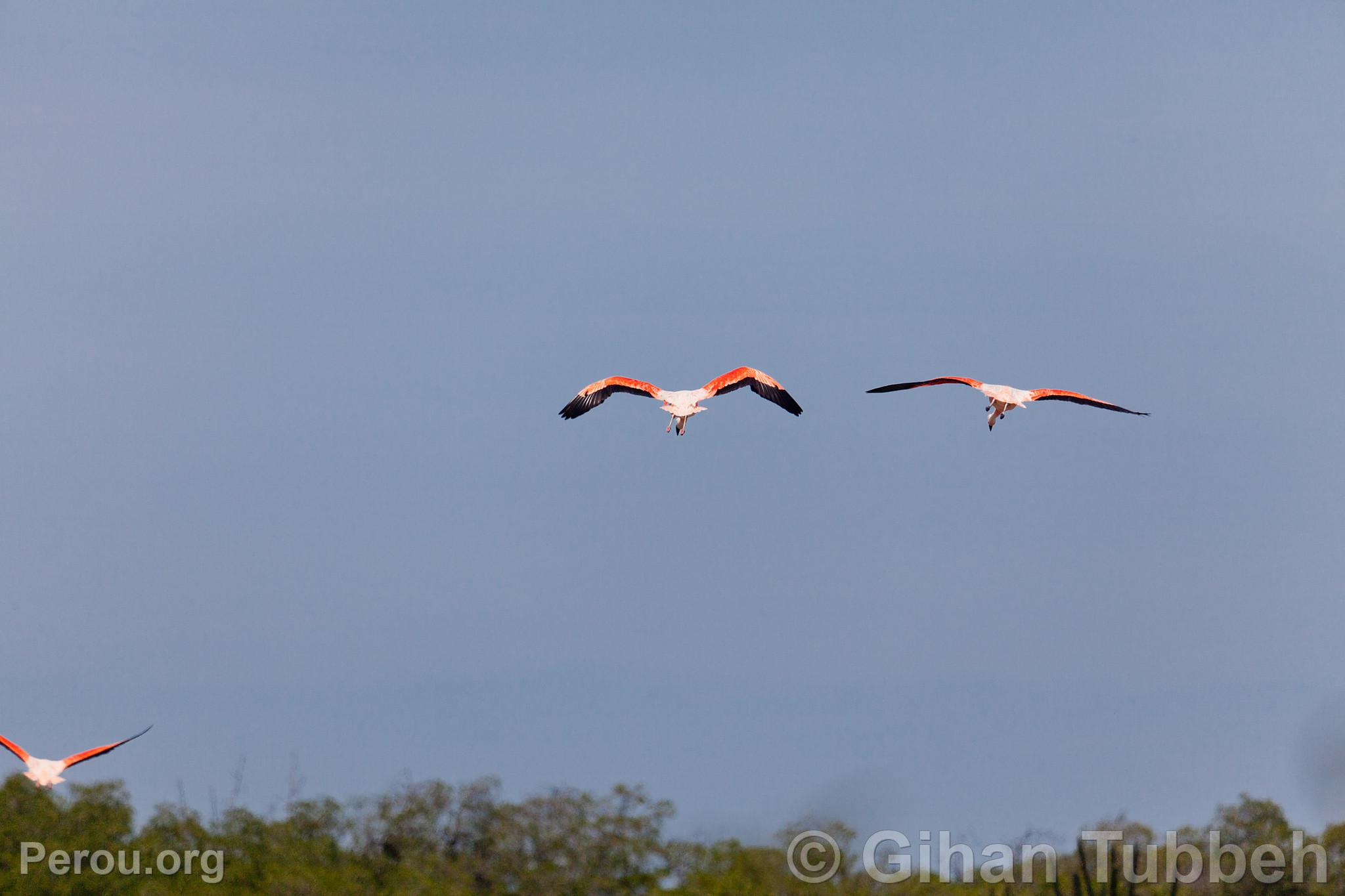Flamants roses dans les mangroves de Tumbes