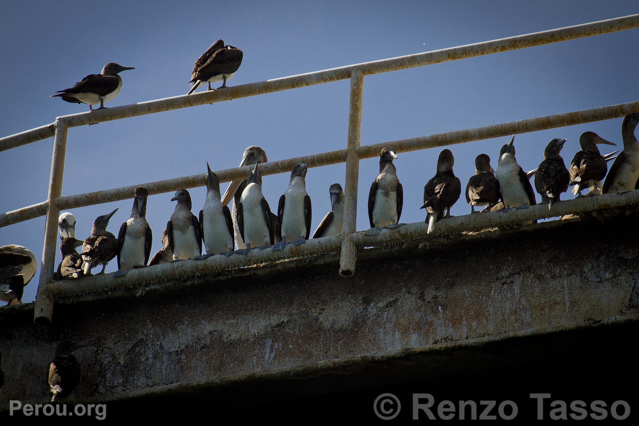 Oiseaux marins