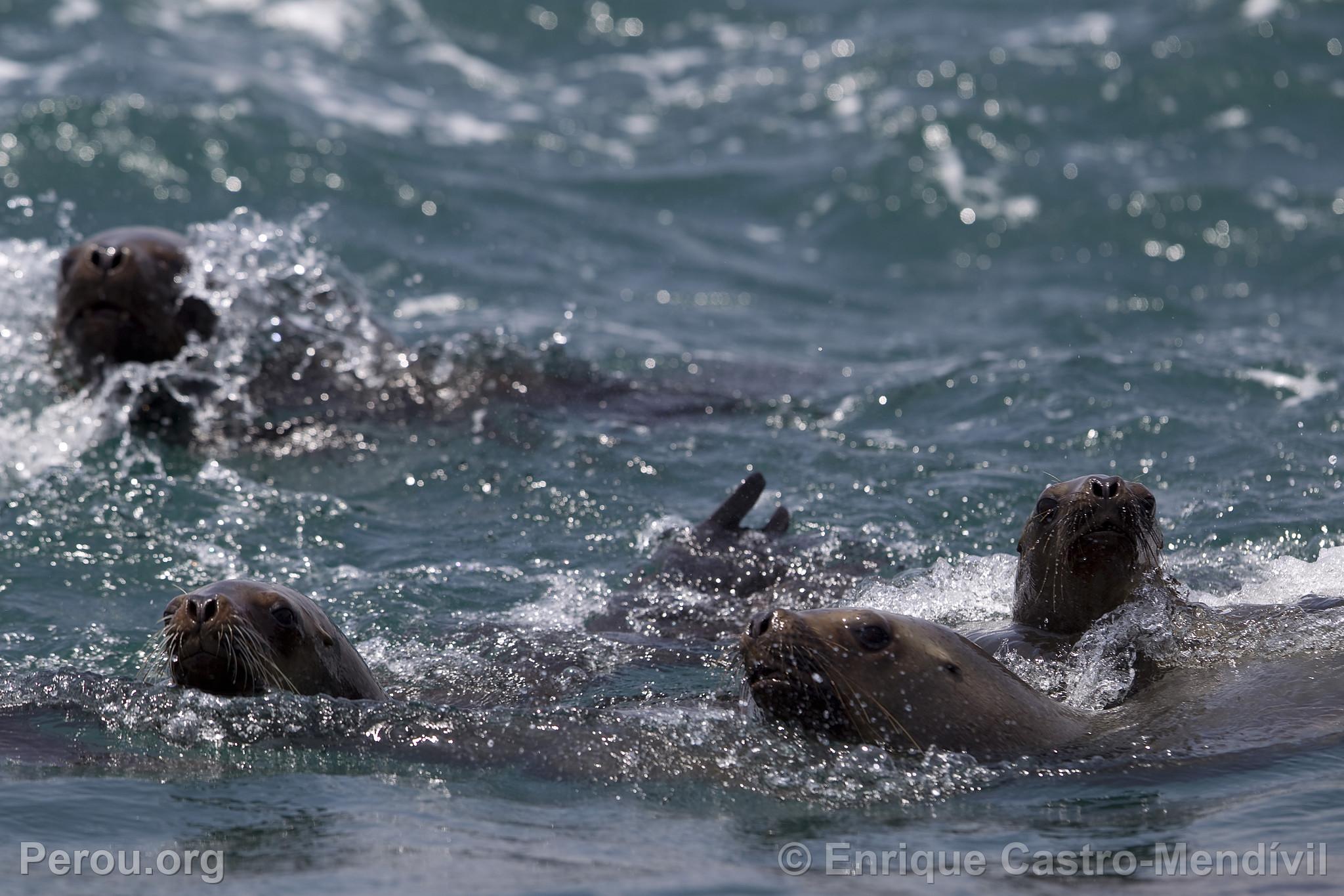 Loups de mer sur l'le d'Asia