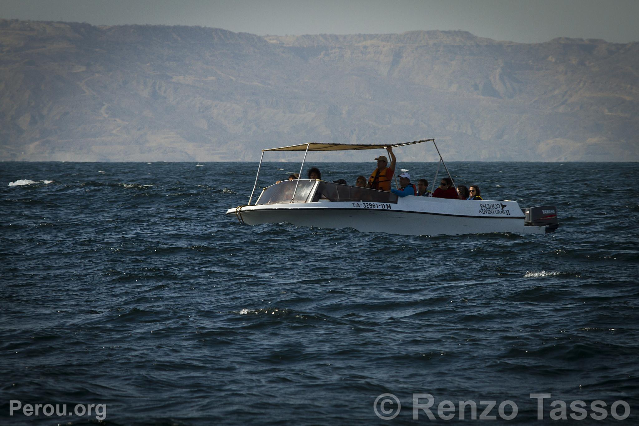 Observation des baleines