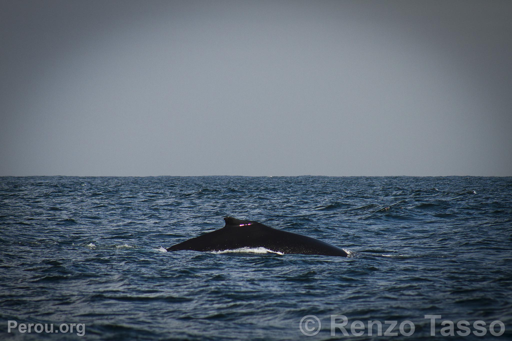 Observation des baleines