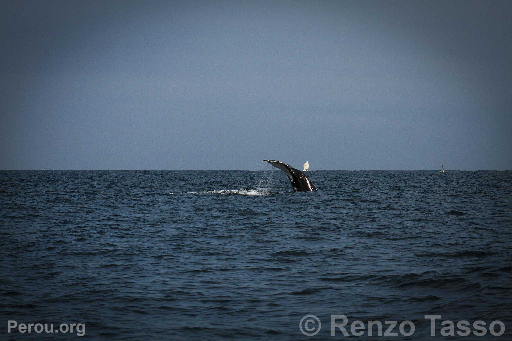 Observation des baleines