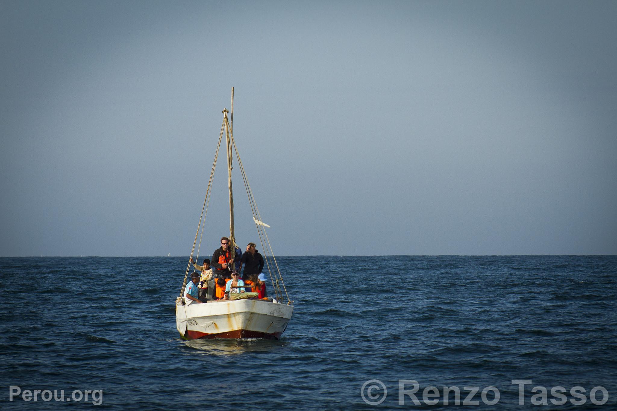 Observation des baleines