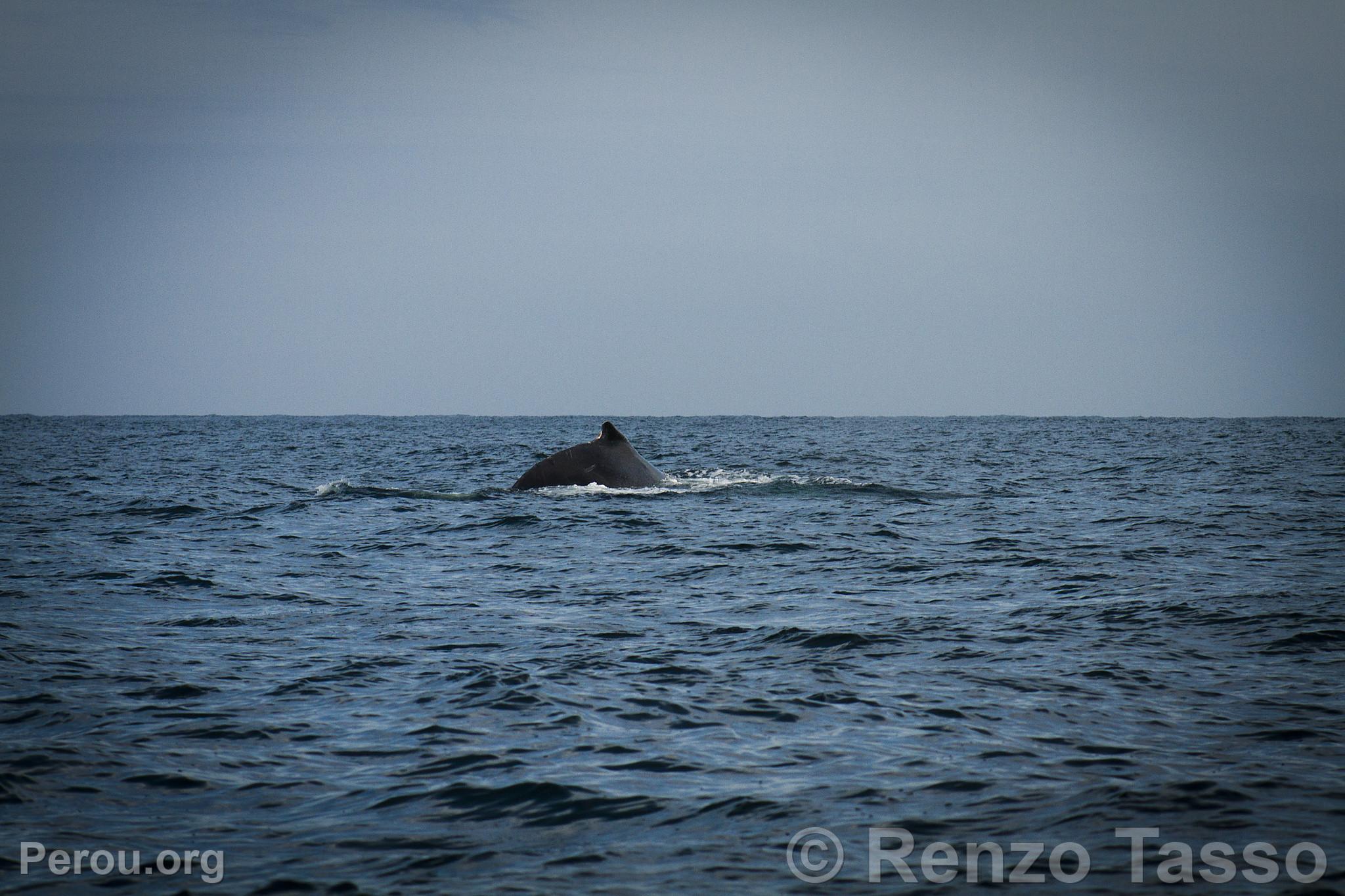 Observation des baleines