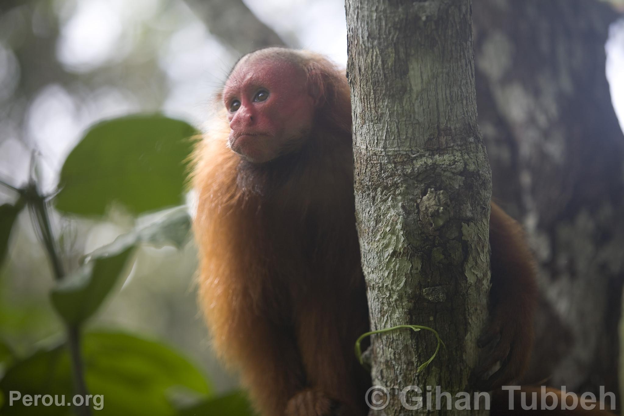 Singe  face rouge